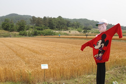 "우리밀 축제에서는 잘 영근 밀밭 사이를 거닐며 추억에 젖을 수 있다. <사진=예천군>"