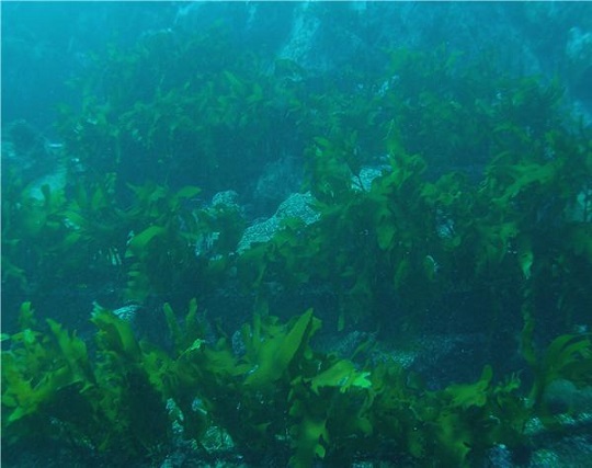 "바다숲 조성 후의 동해 바다. <사진=경상북도>"