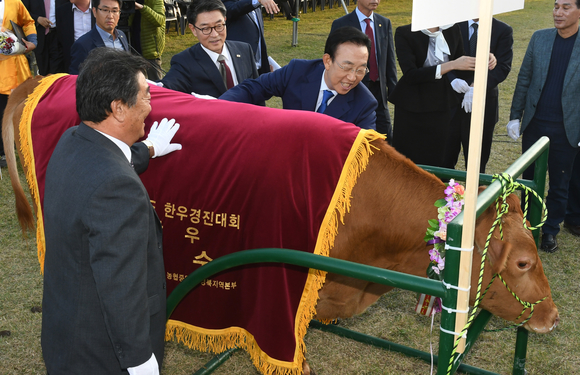 ‘2016 경북한우경진대회’에 참석한 김관용 도지사가 경북 최고의 한우를 살펴보고 있다. <사진=경상북도>