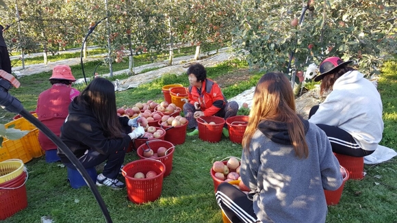 농가일손을 돕고 있는 경북도내 대학생들의 모습. 경상북도 제공.