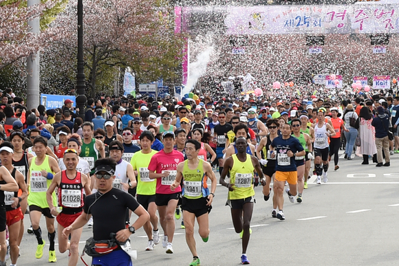 경주에서 펼쳐진 벚꽃마라톤대회 모습. 경상북도 제공.