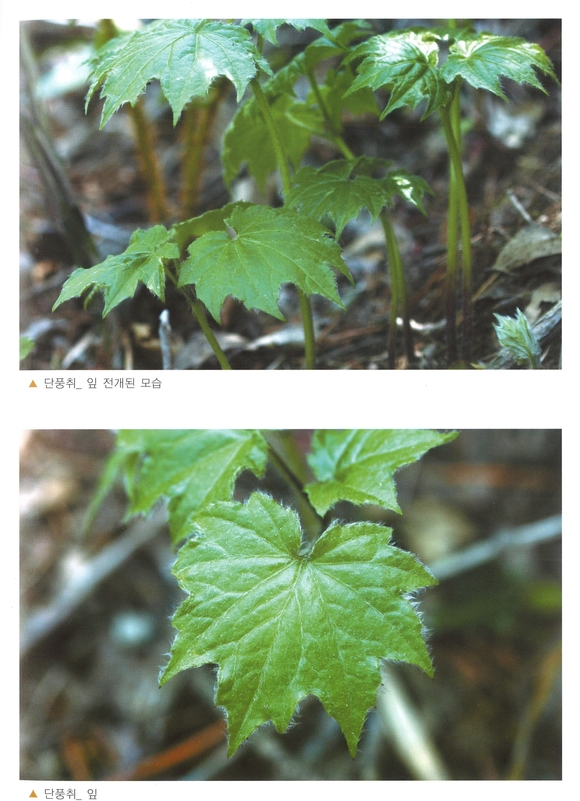 미백효과가 입증된 단풍취. 경상북도 제공.