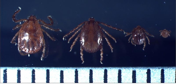 SFTS를 발생시키는 작은소피참진드기의 형태. 경상북도 제공.