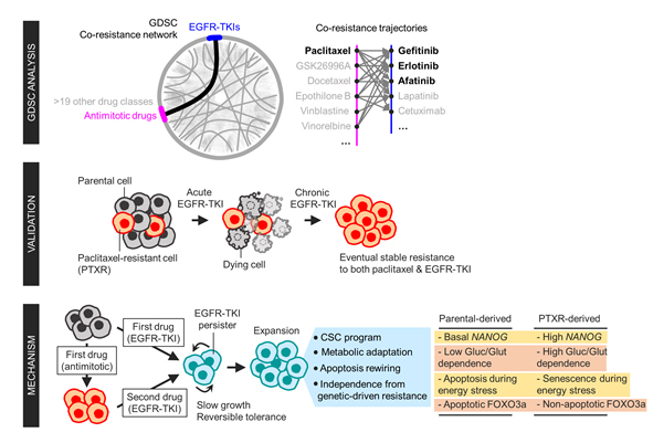 사진=KAIST, 연합뉴스